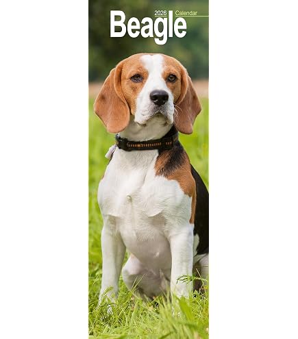 Suki Gifts Yomiko Classics Dogs Lying Beagle (Medium, Brown Black